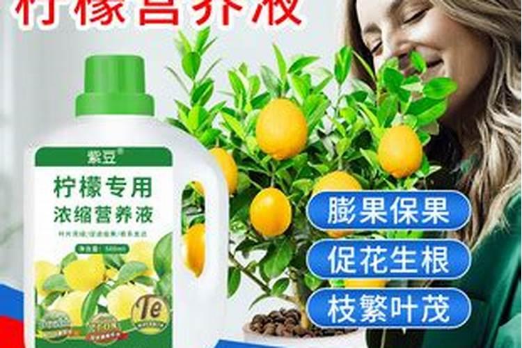 柠檬开花打不打药