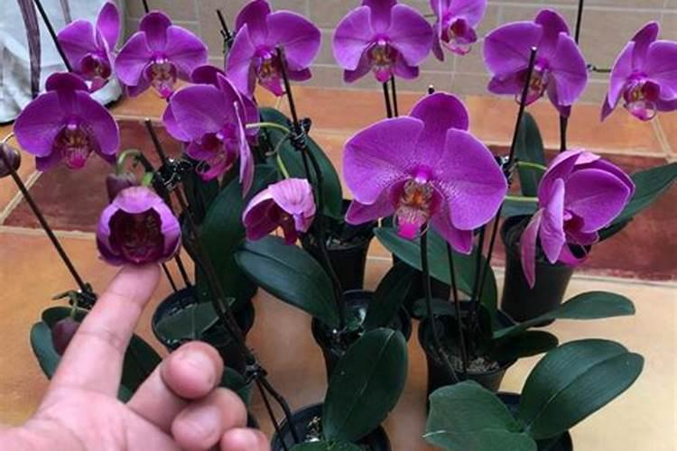 一亩地大概需要多少有机肥