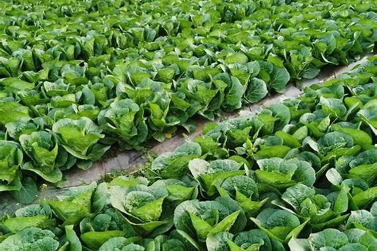 白菜秧子不爱长,僵苗。请教老师们,怎么办？