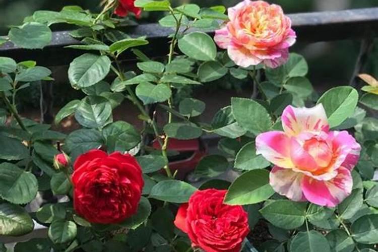 复硝酚钠和矿源黄腐酸钾的区别