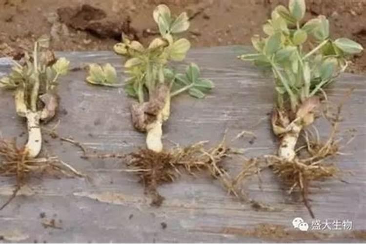 什么是缩二脲,缩二脲对作物的危害及补救措施