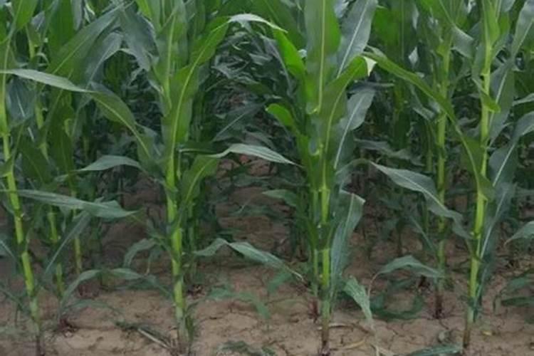 小度小度玉米是在4到6片叶子追复合肥还是尿素好