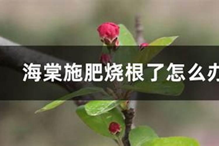 海棠树施肥用什么肥料好 施肥的花肥选择技巧