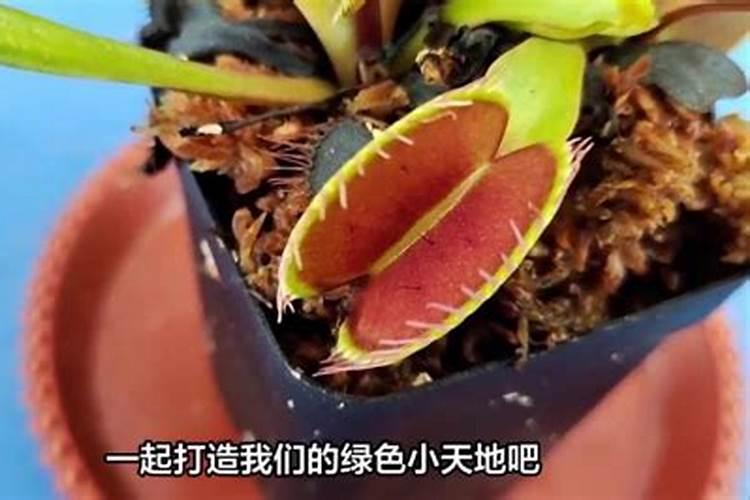 捕蝇草肥料怎么做捕蝇草怎么施肥施什么肥