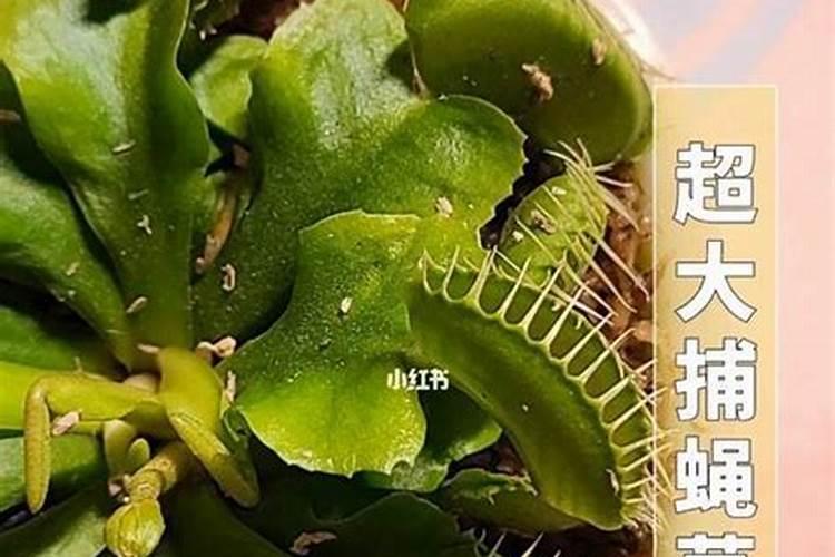 捕蝇草肥料怎么做