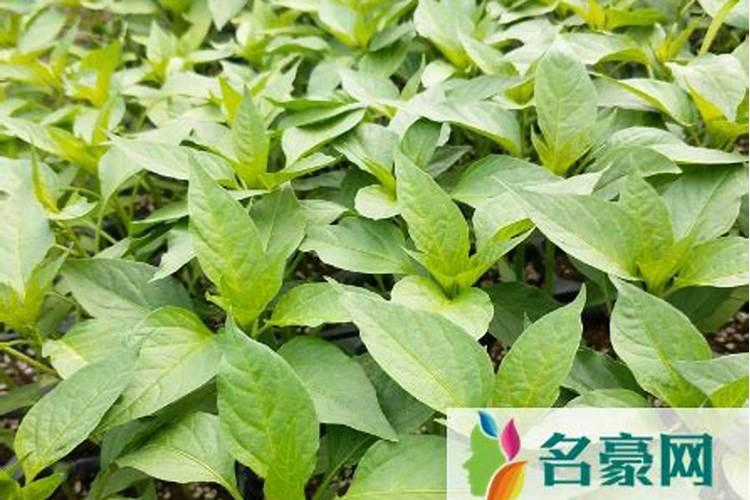 小米辣种植技术与管理