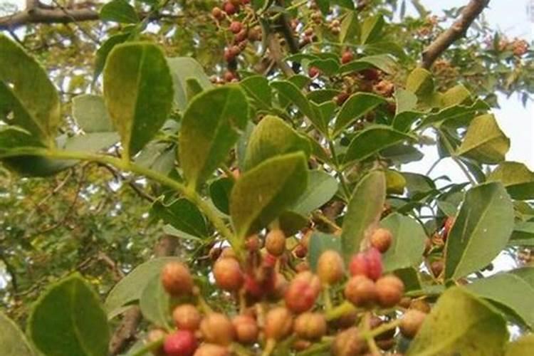 花椒叶面肥多久打好