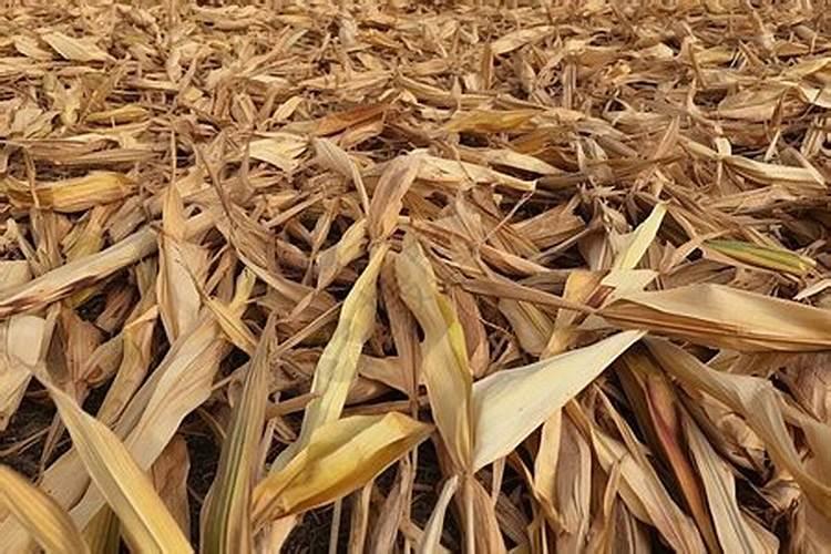 平衡肥膨果快还是高钾肥快,平衡肥和复合肥的区别