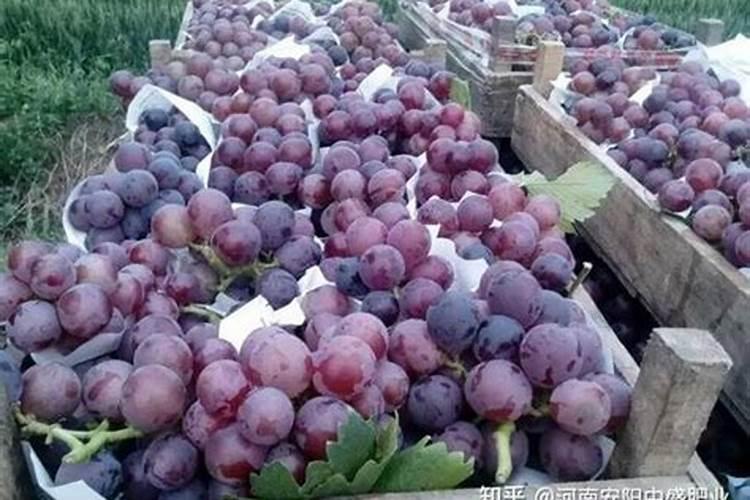 当年栽的葡萄苗后期能否施氮肥