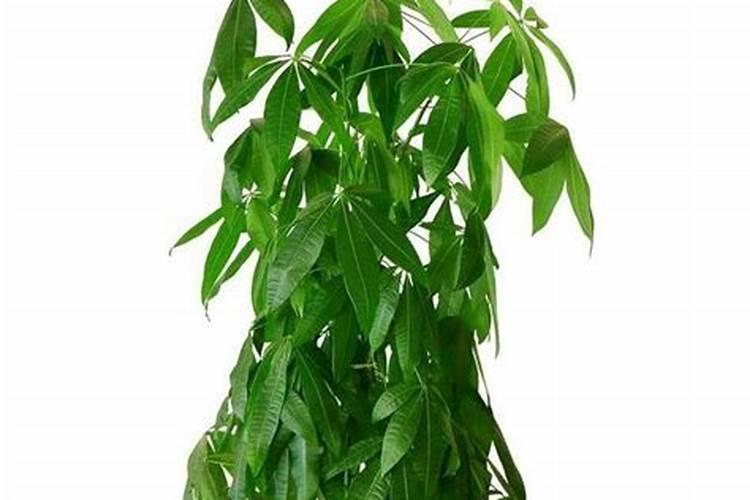 磷肥好还是尿素好 化肥和尿素哪个好