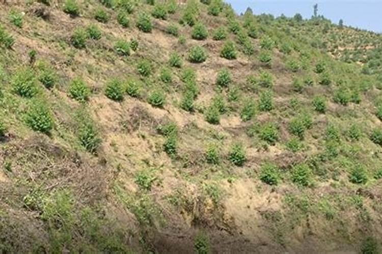 韭菜多久追肥 韭菜追肥的最佳时间