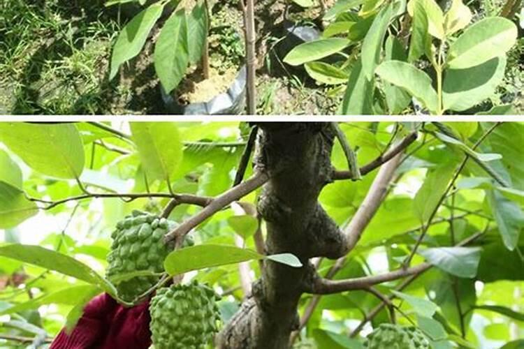 释迦果苗冬季能移栽吗？