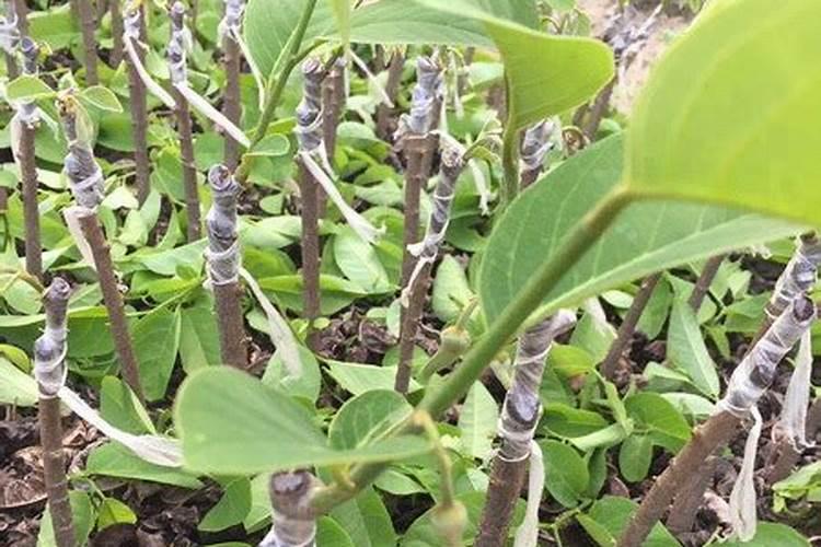 释迦果树苗怎么种植