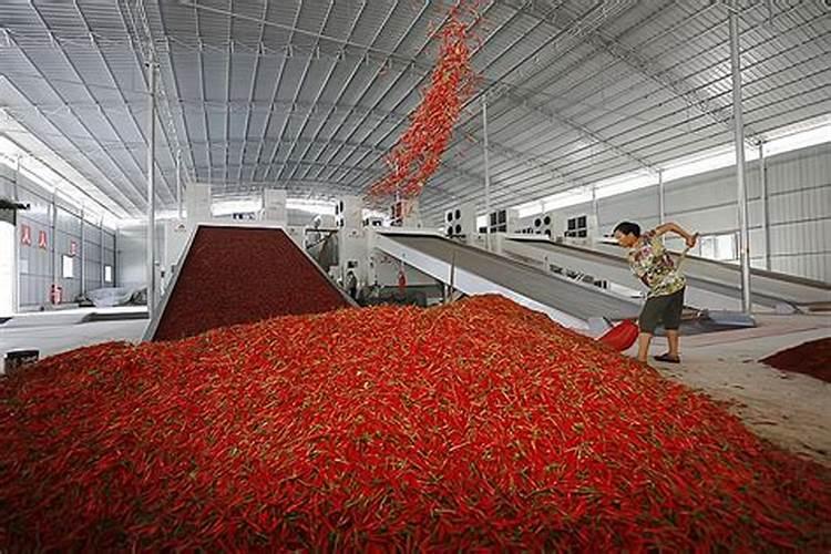 辣椒用什么叶面肥