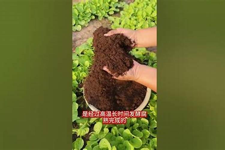 莴笋追肥是尿素好还是复合肥好 莴苣追肥有什么技巧