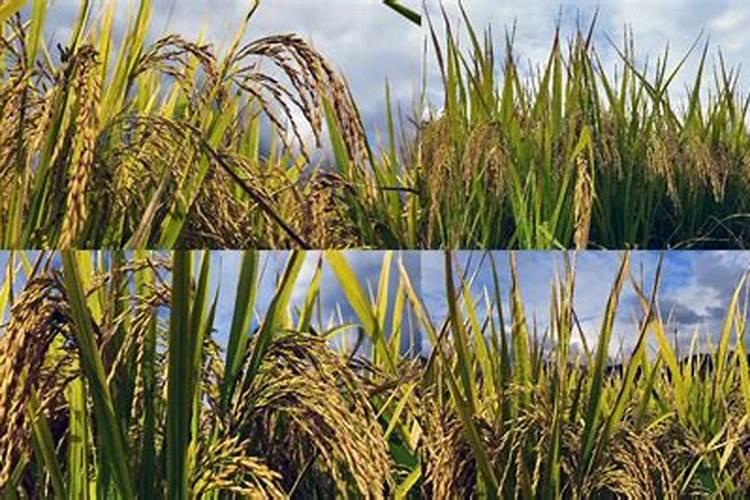 水稻施肥时间,水稻施肥技术