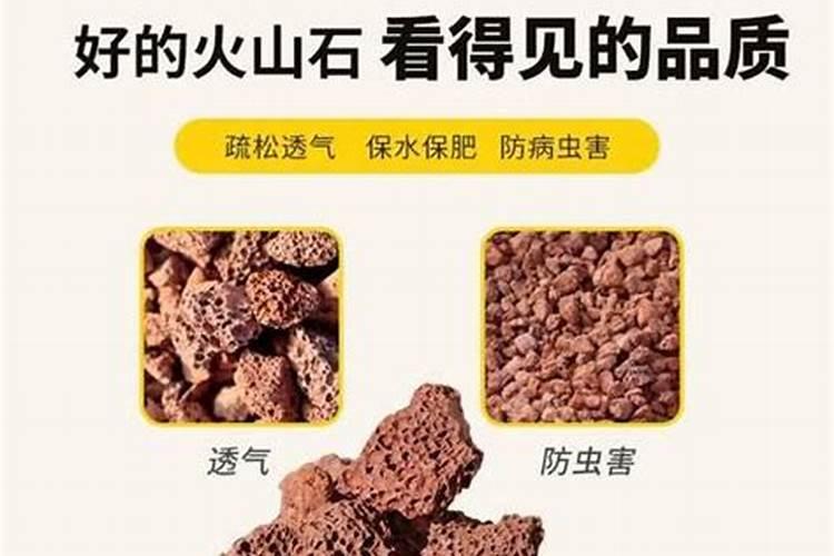 仙人掌适合什么土壤生长