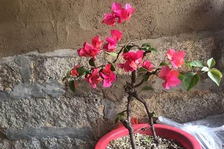 碧护大量元素水溶肥价格