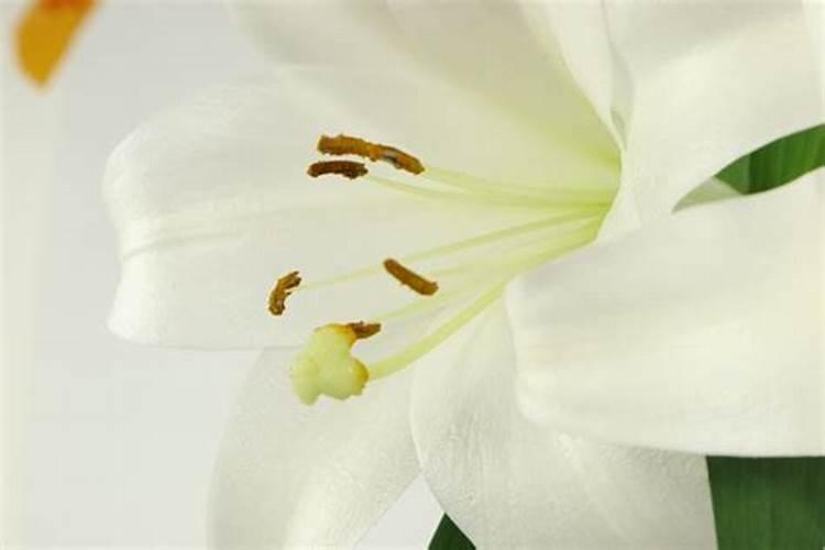 百合花施什么肥最好