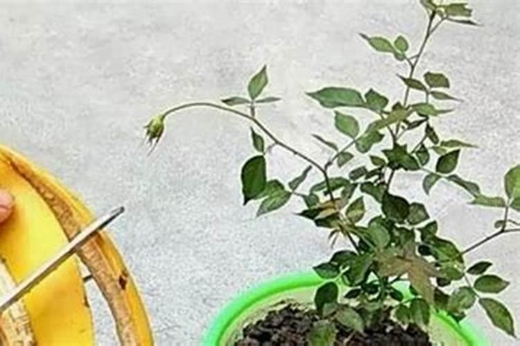 昙花施肥用什么肥料