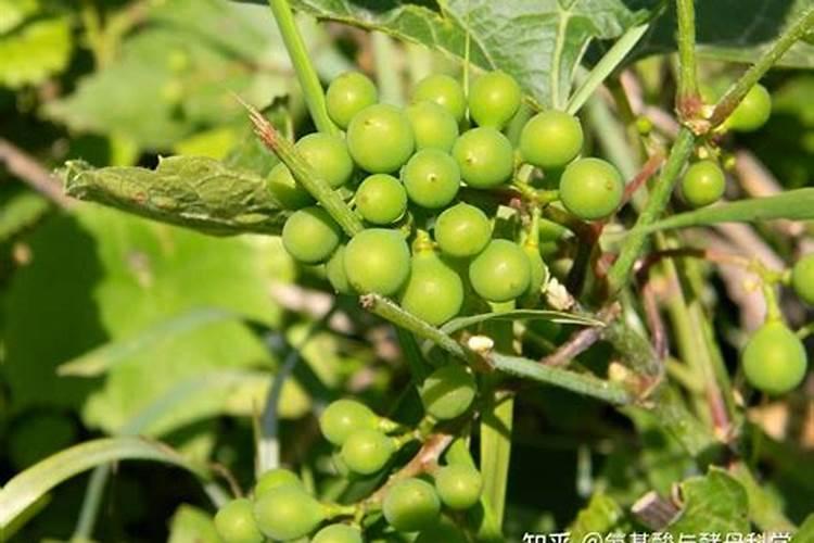 月季只长枝条没花苞要修剪吗