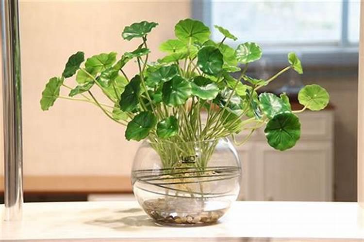 水培铜钱草施什么肥