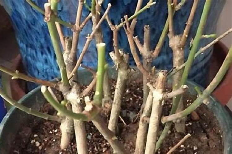 平安树怎么施肥