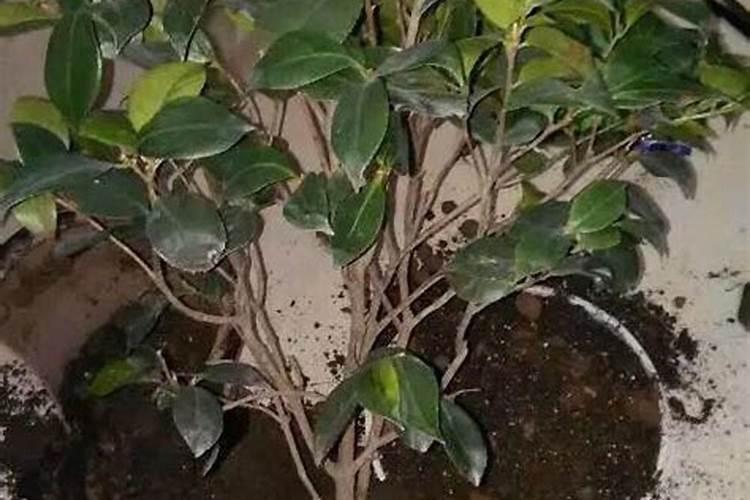 茶花夏天可以施肥吗