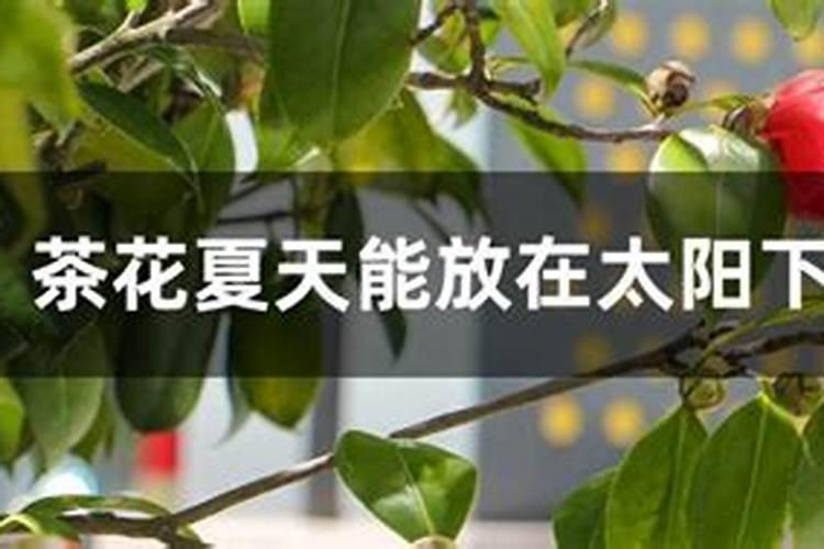 茶花夏天可以施肥吗