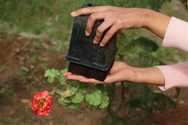 磷肥可以兑水浇花吗 磷肥对花卉的作用是什么