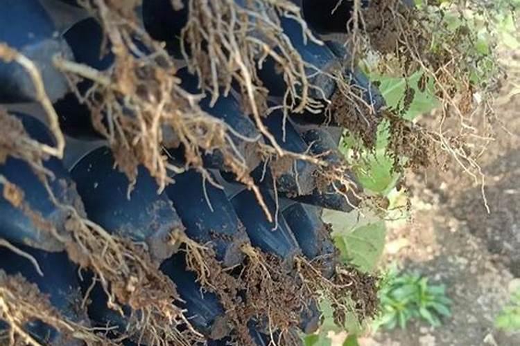 烤烟在每个生长期都可以喷施磷酸二氢钾吗？