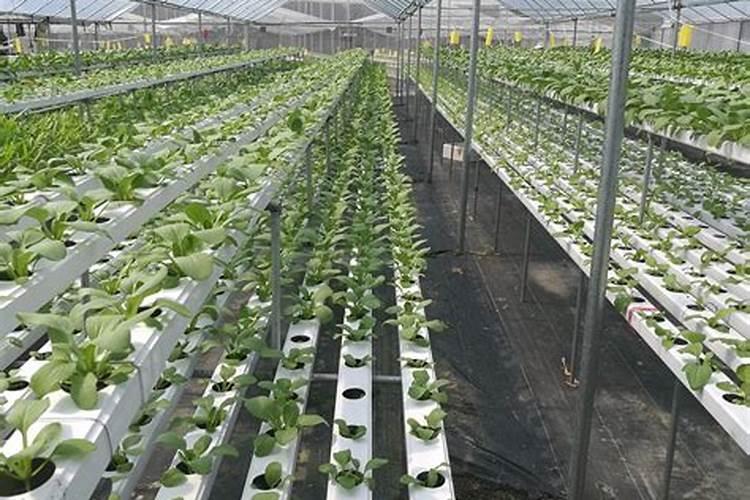 硝酸铵钙肥效期多少天