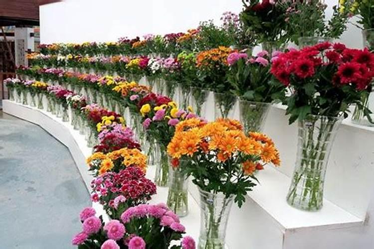 蝴蝶兰鲜切花怎么养护