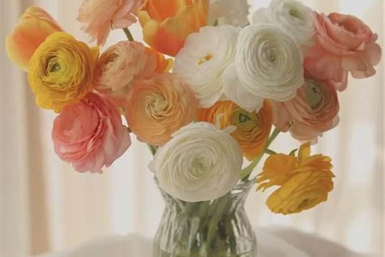 蓝妖:洋甘菊怎么养护管理？遵循这6点,爆盆很简单