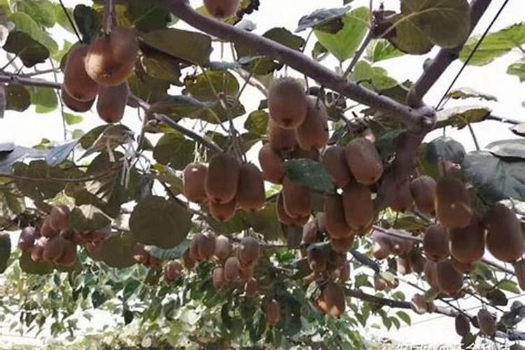 油菜什么时候喷叶面肥花卉百科