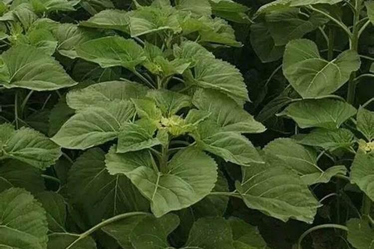 葵花早疫病如何防治