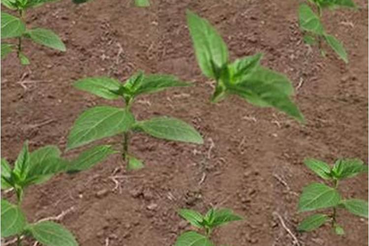 蔬菜浇什么肥料最好