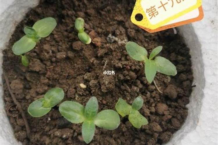 食葵灌浆需要施什么肥