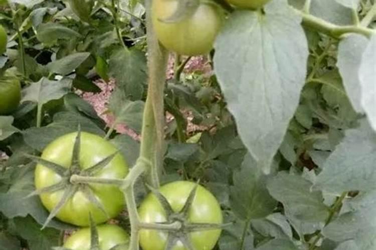 玫瑰花怎么施肥 玫瑰花如何施肥