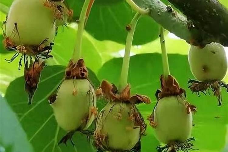 开花结果时施什么肥