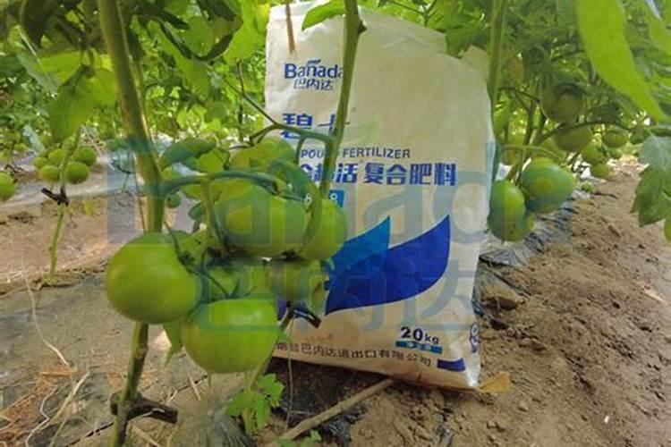 油菜在什么时候叶面喷硼肥？