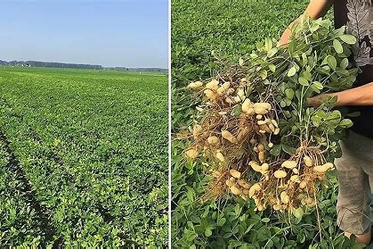 茶花用什么水冬浇最好