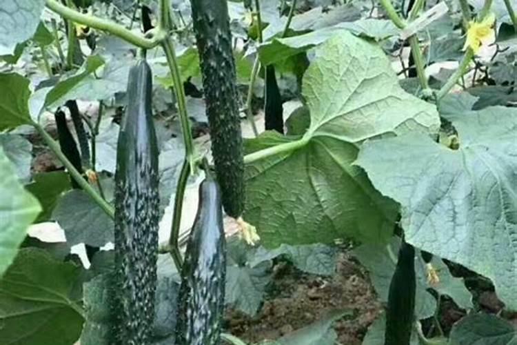 种植黄瓜如何使用磷酸二氢钾？