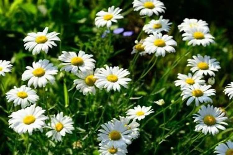 怎样制作果树生根剂