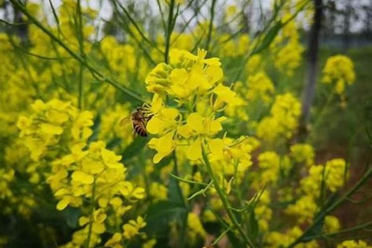 颗粒硼肥的正确使用方法