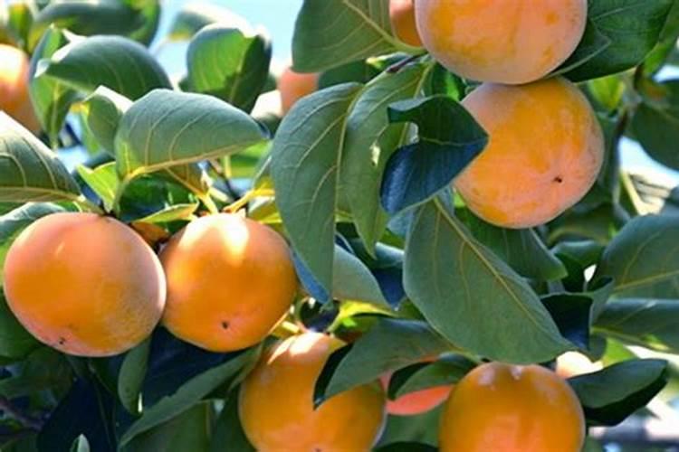 草木灰不能和什么肥一起用