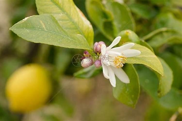 氮肥钾肥是什么肥料