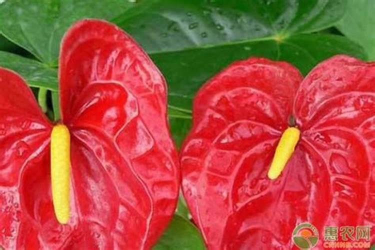 一年四季盛开的花有很多,你喜欢哪种？