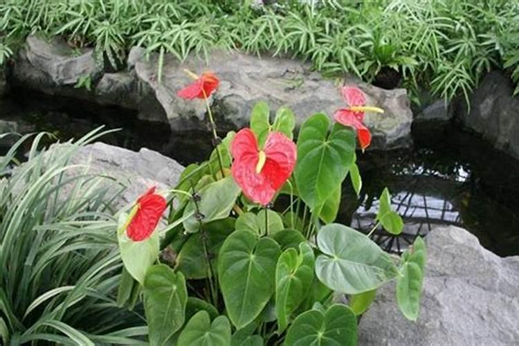 红掌能施黄豆水吗