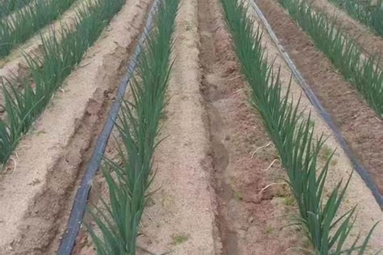 油菜种下去多久追肥最好